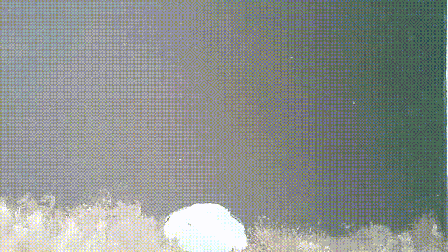 File:120105 AmorosM.gif