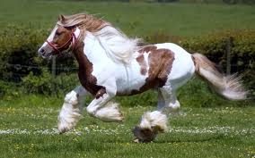 Caballo pinto