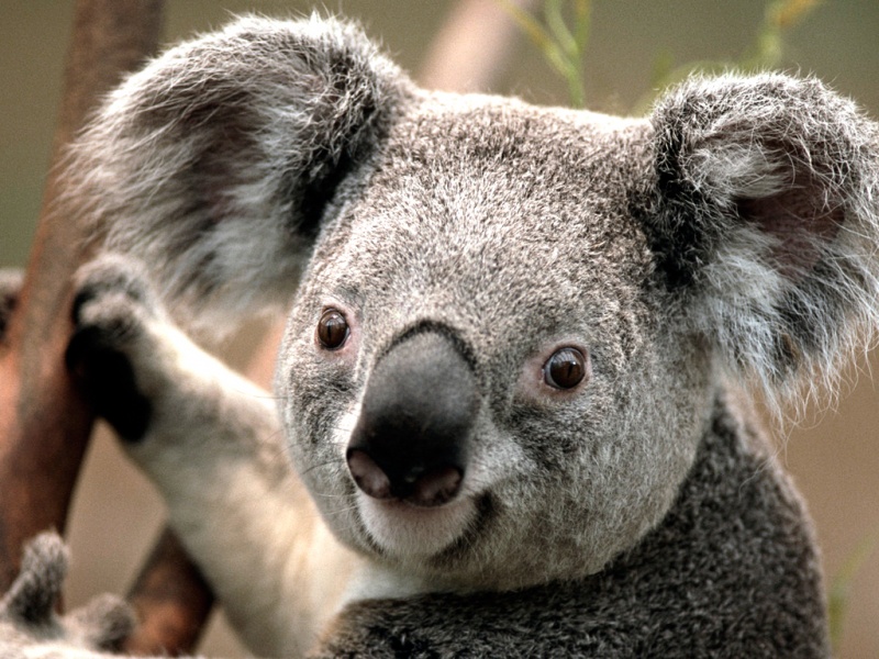 File:Koala.jpg