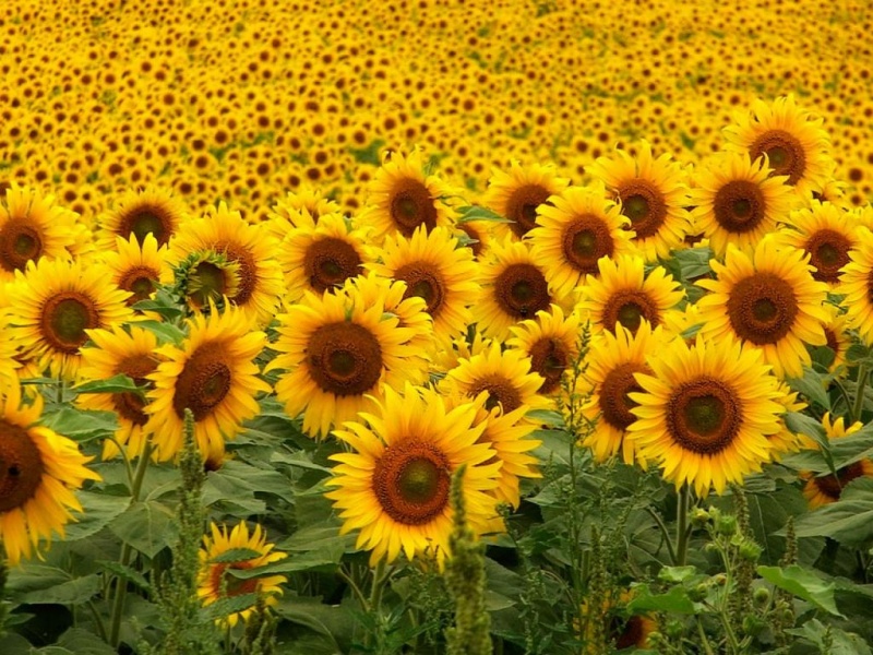 File:Girasoles (1).jpg