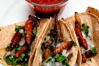 Resultado final. Gusanos de maguey