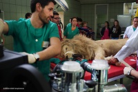 Operacion veterinaria Olazabalj.jpg