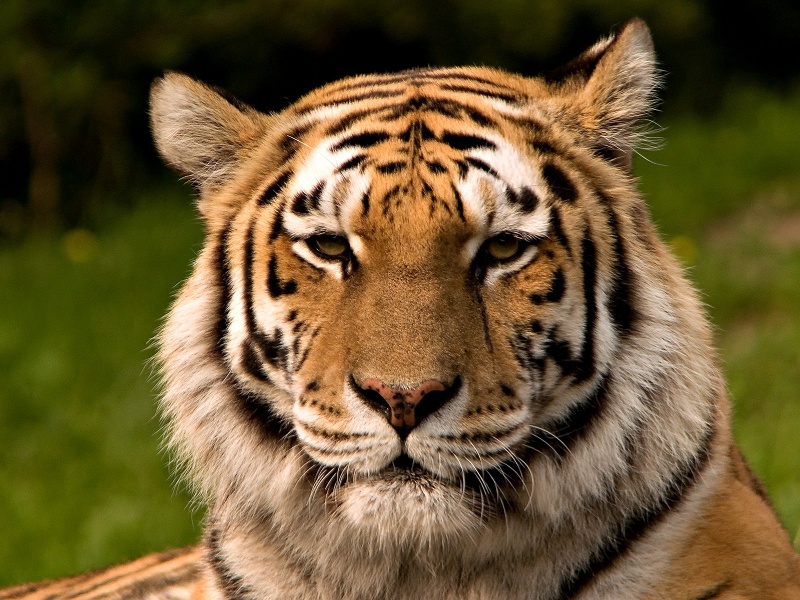 File:Tigre.jpg