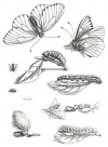 Insectos maria sibylla merian LeguinaC.jpg