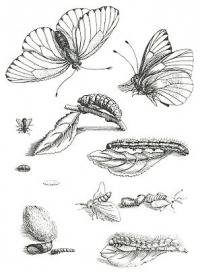 Insectos maria sibylla merian LeguinaC.jpg